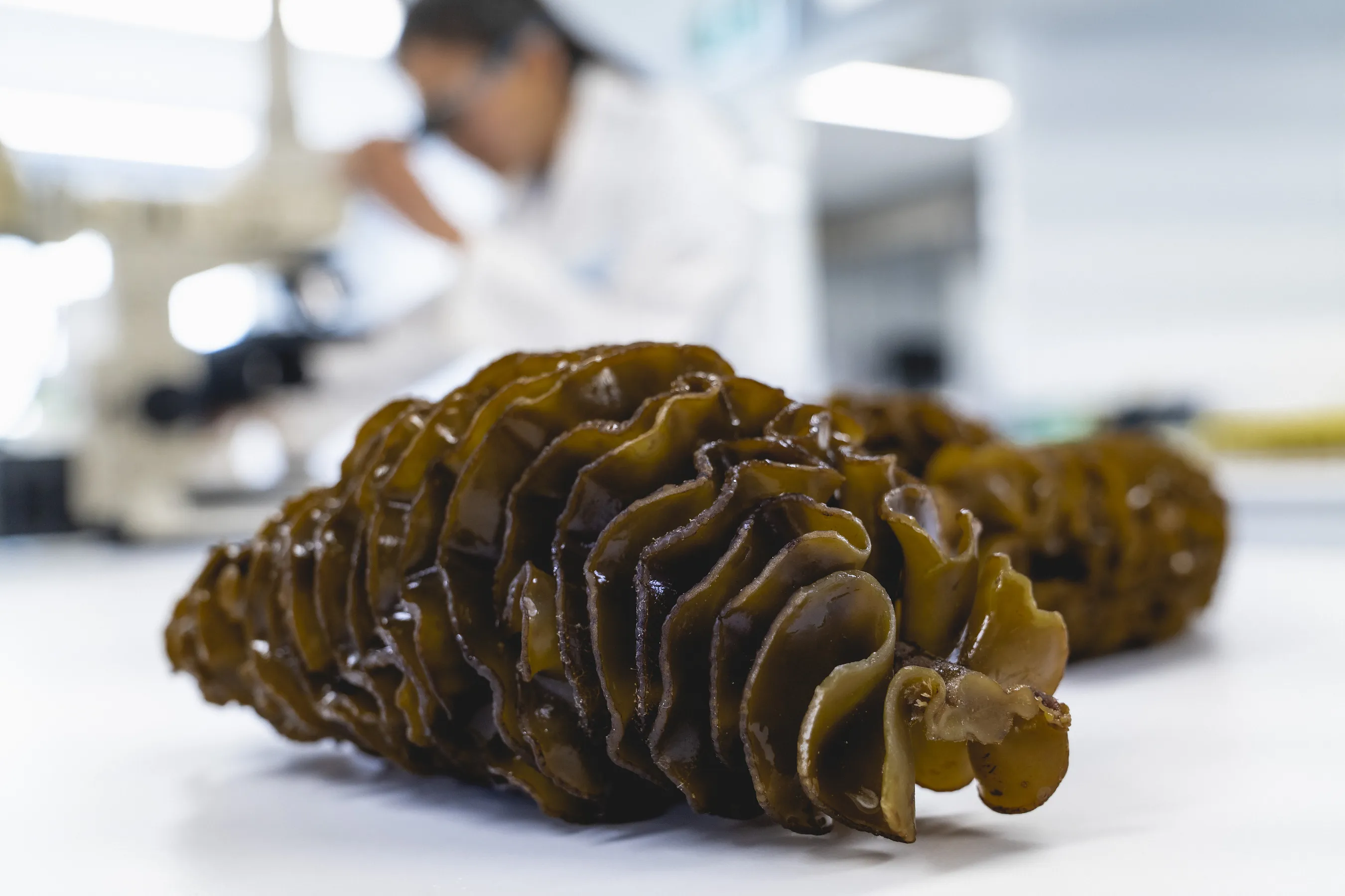 Seaweed extract shown to relieve prostate symptoms