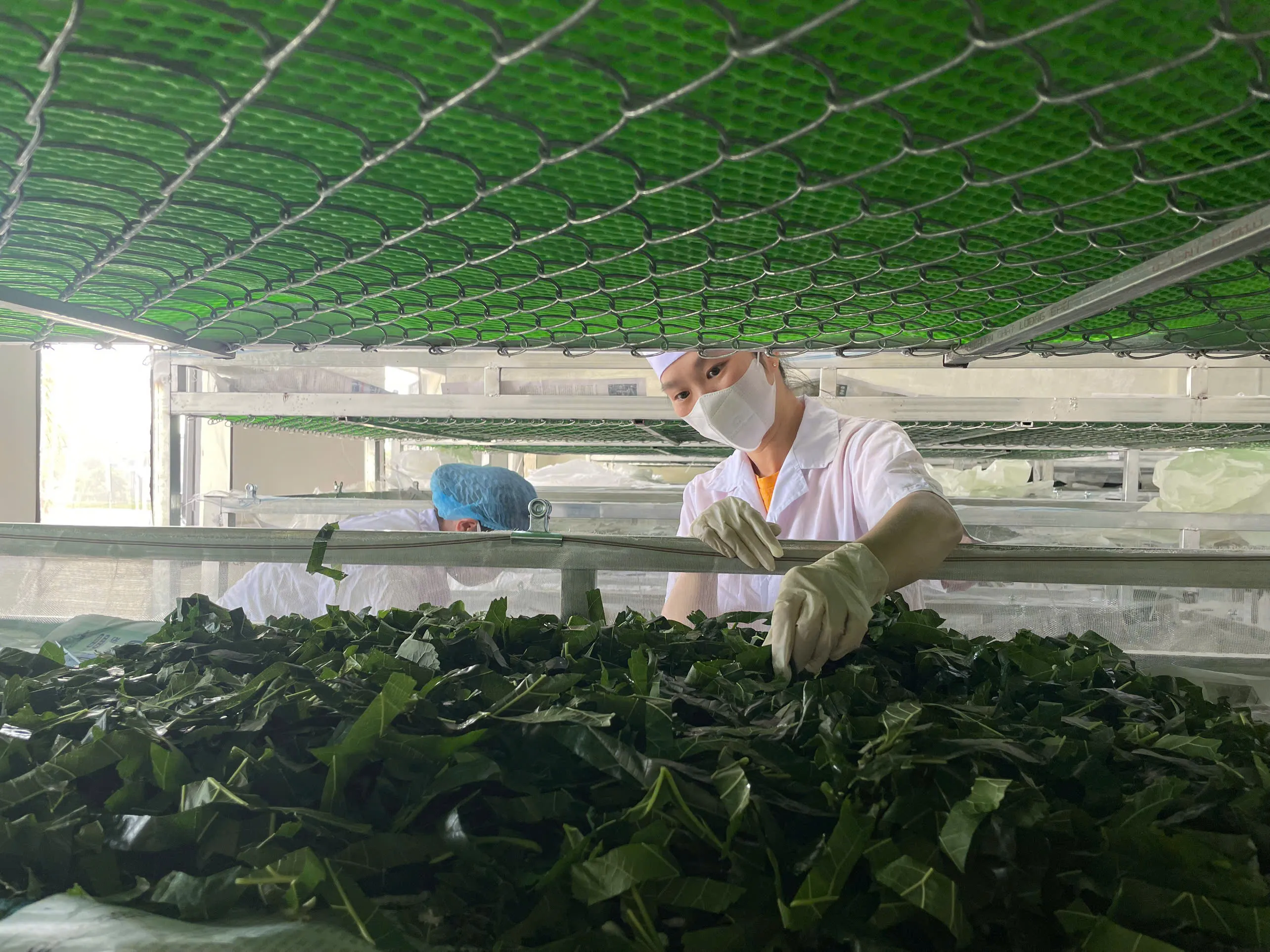 Kraig Biocraft Laboratories Ramps Full Production Across All Three Production Centers as Commercial Deliveries Begin to Take Hold
